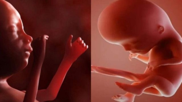 Απίστευτο βίντεο: Ολόκληρο το θαύμα της εγκυμοσύνης σε μόλις 4 λεπτά