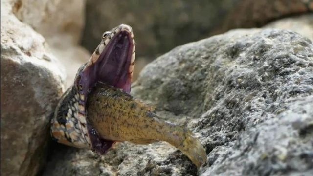 Εικόνες τρόμου στην άγρια φύση – Φίδι πνίγεται ενώ προσπαθεί να καταπιεί ψάρι (photos)