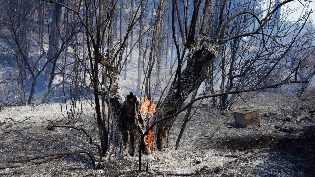 Το μέλλον του τόπου είναι εδώ: Φοιτητές του ΑΠΘ σχεδίασαν τζελ που θα δίνει ζωή σε καμένες εκτάσεις
