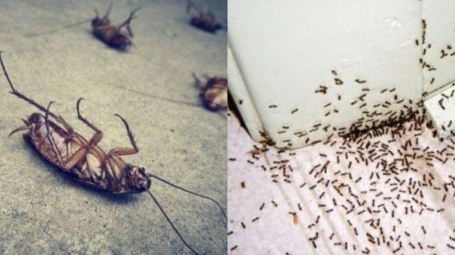 «Πάπαλα» κατσαρίδες και μυρμήγκια: Το αρωματικό μείγμα που θα σας απαλλάξει οριστικά από τα ενοχλητικά έντομα