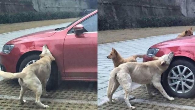 Απίστευτο: Οδηγός κλώτσησε σκύλο για να παρκάρει – Τότε εκείνος έφερε την παρέα του και του κατέστρεψαν το αμάξι