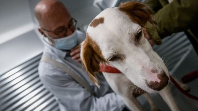 Φρίκη στον Ωρωπό: Βρέθηκε προφυλακτικό στο στομάχι σκύλου – Πιθανολογείται ότι έπεσε θύμα βιασμού