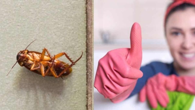Ούτε απολύμανση, ούτε φάρμακα: Εξαφανίστε τις κατσαρίδες από το μπάνιο με μόλις μία κουταλιά!