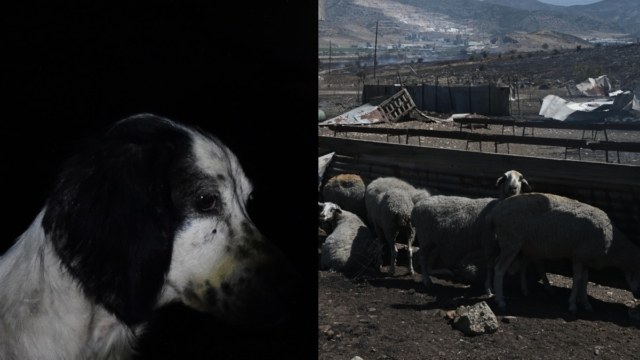 Ανείπωτη κτηνωδία στη Λέσβο: 56χρονος σκότωσε αδέσποτο σκύλο και πέντε πρόβατα
