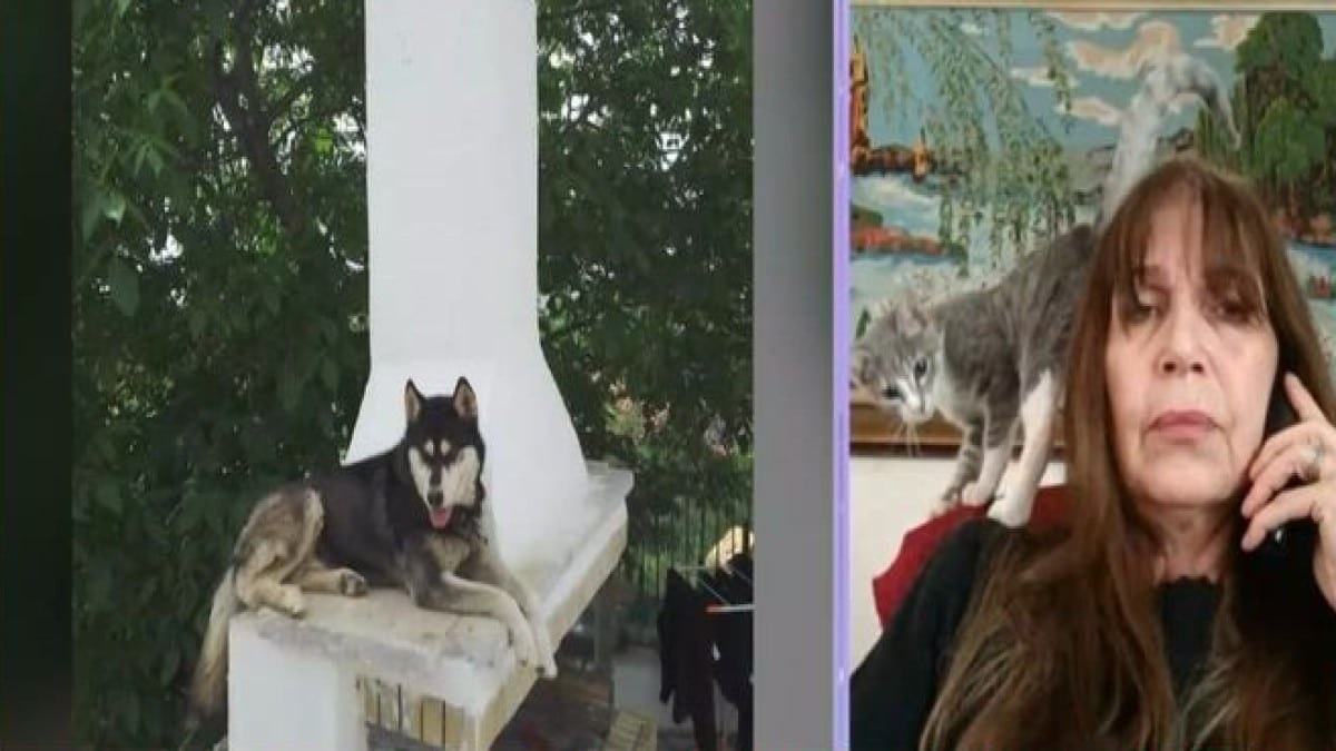 Αράχωβα – Έξαλλη η Πουλτίδου για τον Όλιβερ: «Έφερε σοβαρό τραύμα στην περιοχή του πρ@κτ@#, προκληθέν από αιχμηρό όργανο! Προκλήθηκε αιμορραγία…» – ΦΩΤΟΓΡΑΦΙΑ-ΣΟΚ του πορίσματος