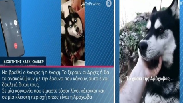 Αράχωβα: «Δεν μπορώ να κοιμηθώ πέντε μέρες, είμαι ράκος. Η βία που υπέστη ήταν κτηνώδης. Το είχαμε από μωρό και κοιμόταν μαζί με την γιαγιά μου» – Σπάραξε ο ιδιοκτήτης του χάσκι «Όλιβερ» (Video)