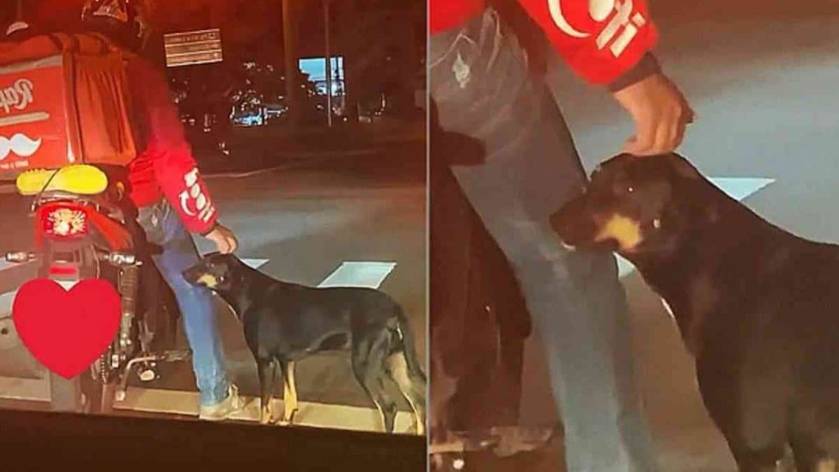 Μεγαλείο ψυχής: Ο διανομέας που χάιδεψε τον σκύλο στο κόκκινο φανάρι επέστρεψε για να τον υιοθετήσει