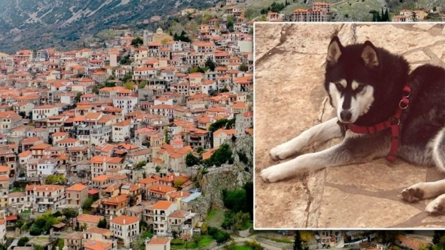 Κτηνωδία στην Αράχωβα: Οι ξενοδόχοι της περιοχής απαντούν στο #cancel μετά τον θάνατο του χάσκι – «Με τη λογική αυτή μην ξαναπάμε στην Σαλαμίνα διότι έγινε ανθρωποκτονία»