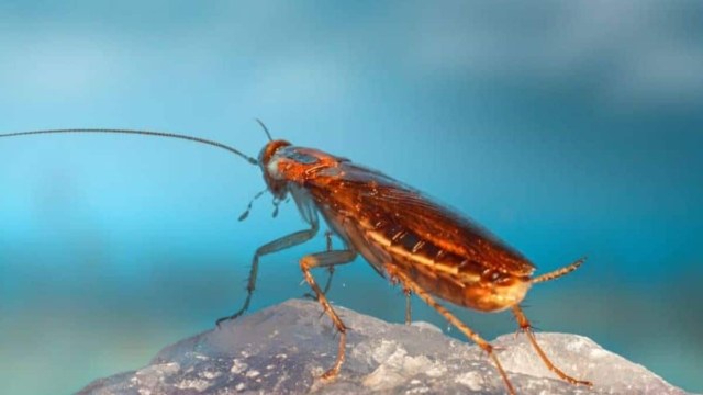 Ούτε απολύμανση, ούτε φάρμακα: Εξαφανίστε τις κατσαρίδες από το μπάνιο με μόλις μία κουταλιά!