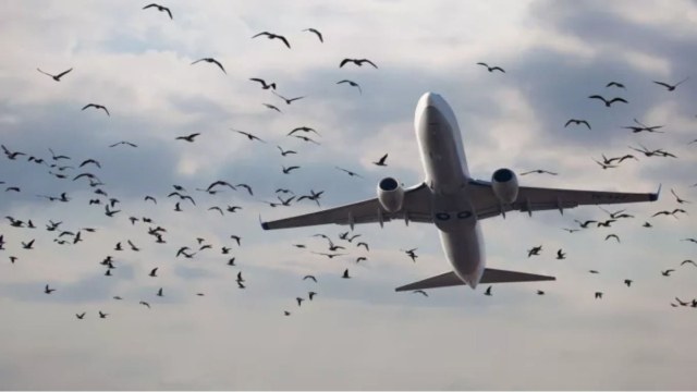«Θρίλερ» σε πτήση από Αλεξανδρούπολη προς Αθήνα λόγω επίθεσης πουλιών!