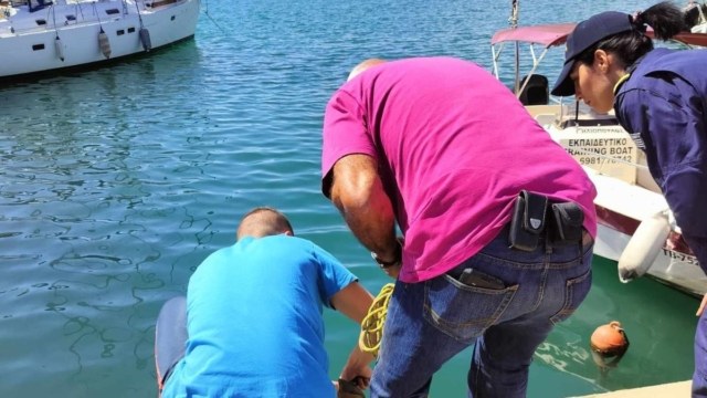 «Πάγωσαν» όλοι στο λιμάνι του Βόλου: Εντοπίστηκε καρχαρίας αλεπού μήκους 3,5 μέτρων να κολυμπάει δίπλα τους