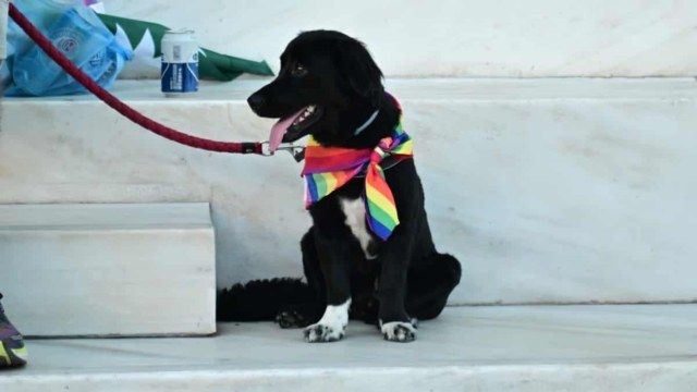 Η Φωτογραφία της Ημέρας: Το Athens Pride 2024 τα είχε όλα – Μέχρι και υπερήφανα σκυλάκια!