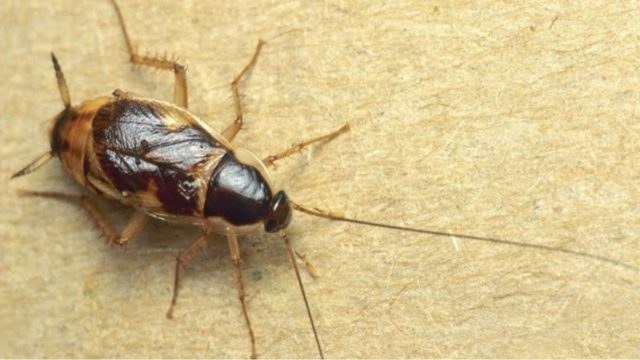 Σε τσίμπησε κατσαρίδα; Το κόλπο με το λεμόνι που σταματάει τη φαγούρα