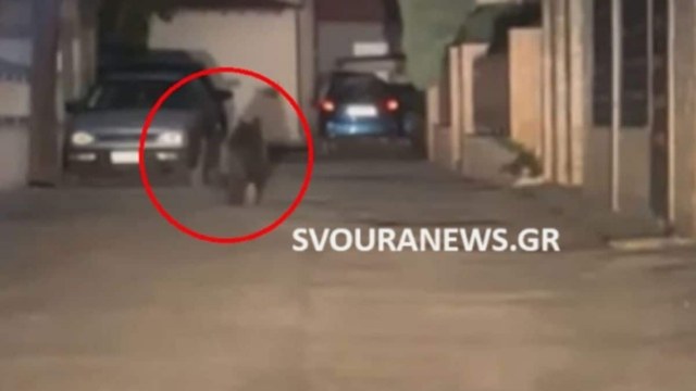 Συναγερμός στο Άργος Ορεστικού – Αρκούδα «κόβει βόλτες» στο κέντρο της πόλης (video)