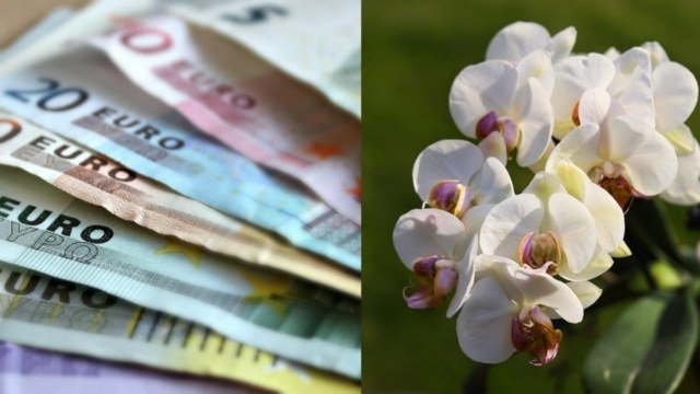 Σωρηδόν τα λεφτά στο σπίτι σας: Τα 5 φυτά που φέρνουν χρήματα, ευημερία και τύχη!