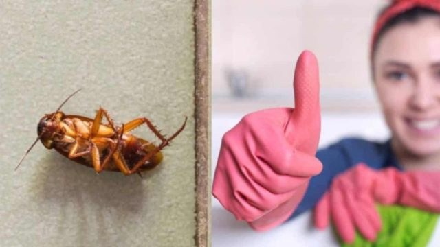 Ούτε απολύμανση, ούτε ακριβά εντομοκτόνα: Εξαφανίστε τις κατσαρίδες από το μπάνιο με μόλις μια κουταλιά!