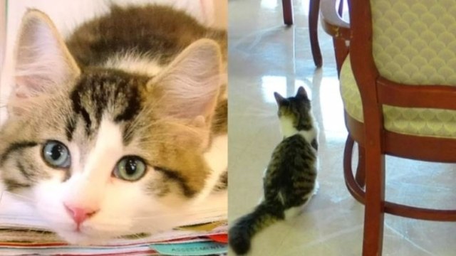 Η ανατριχιαστική ιστορία του γλυκούλη Όσκαρ: Η γάτα που προέβλεψε περισσότερους από εκατό θανάτους (video)