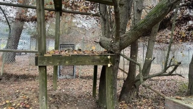 Οπτική ψευδαίσθηση: Ελάχιστοι θα εντοπίσουν την αγριόγατα σε 8 δευτερόλεπτα