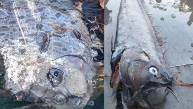 Φόβος για μεγάλο σεισμό: Εντοπίστηκε αυτό το ψάρι – Είναι γνωστό ως ο προάγγελος της «καταστροφής» (photo)