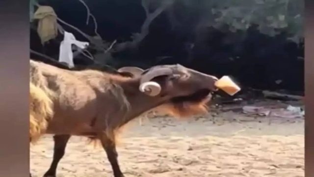 Γέλιο μέχρι δακρύων: Ατρόμητος τράγος έκανε τη βόλτα του στα Σύβοτα, ζεστάθηκε, έκλεψε και απόλαυσε έναν freddo espresso και έγινε η μασκότ της παραλίας (video)