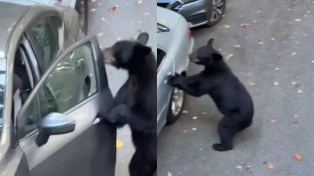 Απίστευτο βίντεο: Παιχνιδιάρα αρκούδα που θέλει να γίνει οδηγός… «κλέβει» αυτοκίνητο (video)