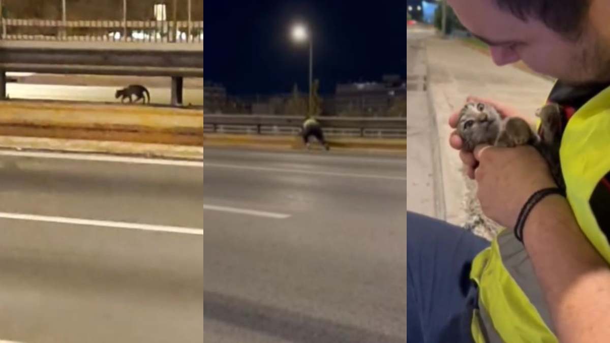 Όλο το ίντερνετ τον χειροκροτά: Παλικάρι σώζει γατάκι που έχει εγκλωβιστεί στη μέση του Κηφισού! (video)