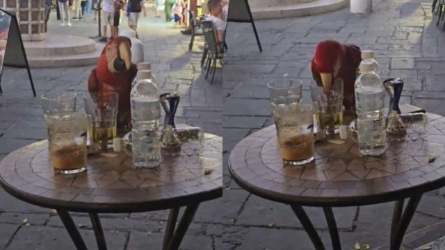 «Τον απέλυσαν από τον Λουμίδη;»: Παπαγάλος στην Ρόδο «πνίγει» τα προβλήματά του με ουίσκι! (video)