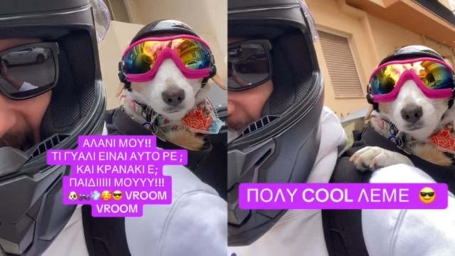 Ο σκύλος «καμικάζι» που έχει γίνει σταρ στο TikTok – Φοράει γυαλί και κράνος και «πουλάει» τρέλα! (video)