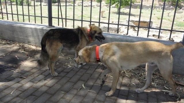 Πήρε θέση ο θείος της 70χρονης που την κατασπάραξαν τα σκυλιά του γιου της – «Είναι πανέξυπνα και καθόλου επιθετικά»