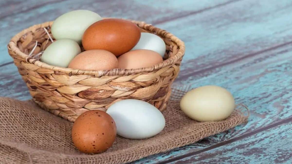 Τρώτε αυγά καθημερινά; Δείτε τι θα συμβεί στο σώμα σας – Πώς επηρεάζουν την υγεία της καρδιάς