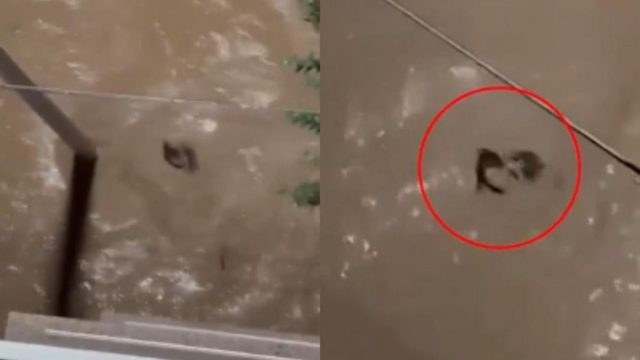 Απόκοσμες εικόνες από τη Βαλένθια: Γυναίκα παρασύρεται από χείμαρρο, αγνοείται η τύχη της (video)