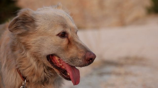 Κτηνωδία στον Βόλο: Κατακρεούργησαν αδέσποτο σκύλο σε πυλωτή πολυκατοικίας – Εντοπίστηκε σε λίμνη αίματος (photo)