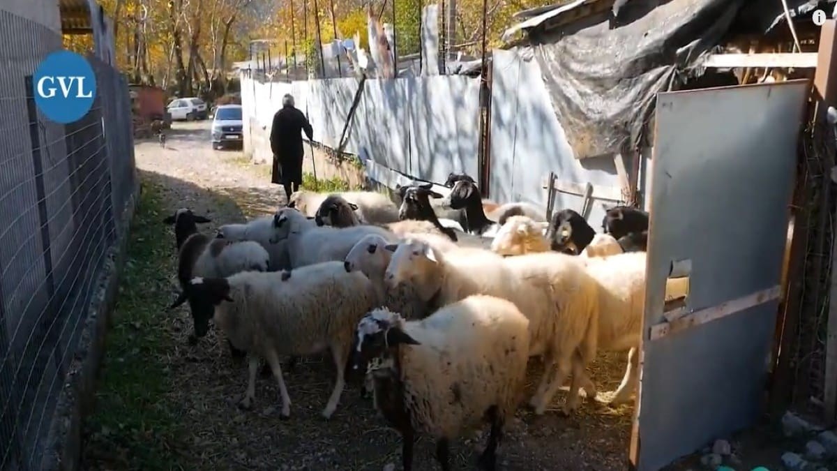 Πηγή δύναμης: Κοτσονάτη γιαγιά 84 ετών βοσκάει το κοπάδι της στο Καρπενήσι (Video)