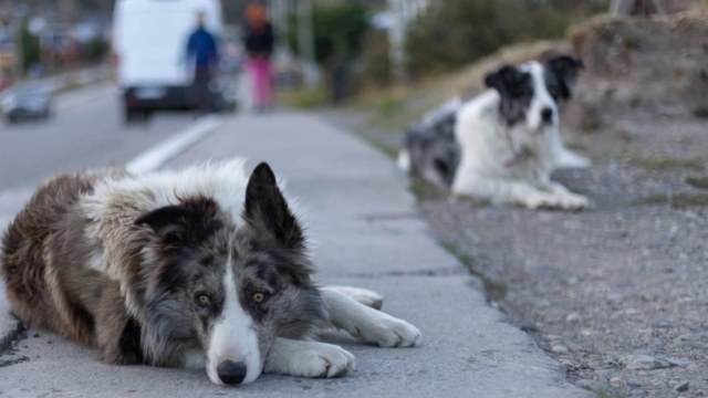 Θεσσαλονίκη: Πρόστιμο 30.000 ευρώ σε οδηγό που τραυμάτισε σκύλο με το ΙΧ του