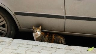 Χτύπησες γάτα ή σκύλο με το αυτοκίνητο; Το τσουχτερό πρόστιμο που σε περιμένει