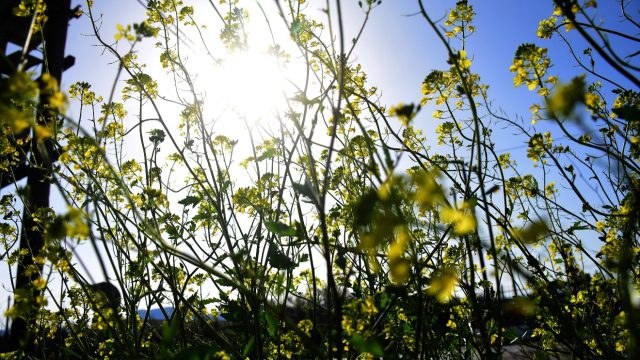 Καιρός σήμερα 12/3: Το… καλοκαιράκι είναι στην πόρτα μας – Η εκτίμηση Αρνιακού και Τσατραφύλλια για την άνοδο της θερμοκρασίας