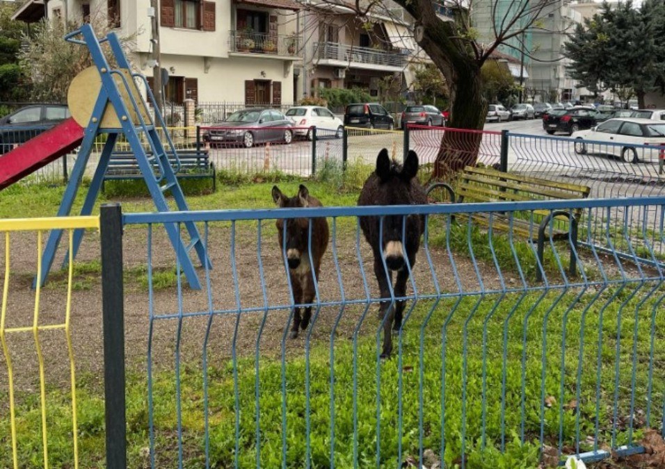 Απίστευτο περιστατικό: Γαϊδουράκια βόσκουν σε παιδική χαρά