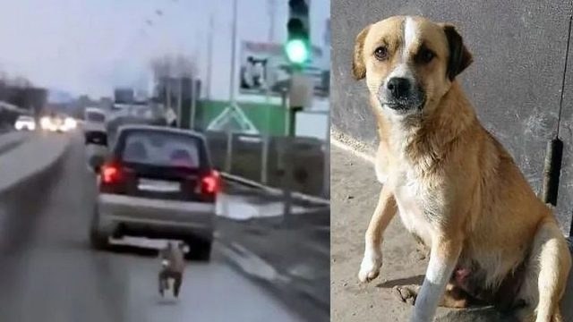 Σκυλάκι τρέχει χιλιόμετρα πίσω από το αυτοκίνητο του ιδιοκτήτη του που τον παράτησε (video)