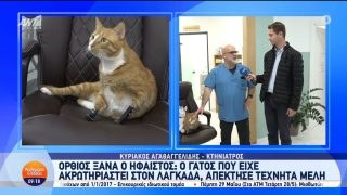 Συγκίνηση για τον Ήφαιστο: Ο ακρωτηριασμένος γάτος περπατά και πάλι με τα νέα τεχνητά του μέλη