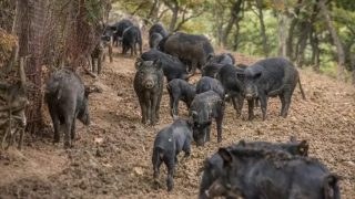«Καμπανάκι» στις Σέρρες: Κρούσμα αφρικανικής πανώλης σε χοίρους και έκτακτα μέτρα