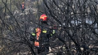 Φωτιά στην Πολυτεχνειούπολη: Από αδήλωτα μελίσσια ξεκίνησε η πυρκαγιά – Πρόστιμο στον Πρύτανη του ΕΚΠΑ