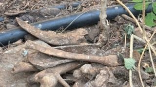 Φρικτές εικόνες από παράνομο νεκροταφείο ζώων στην Αθήνα: Κουφάρια και οστά δίπλα σε παιδιά