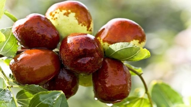 Τζίτζιφα: Το νέο superfood που καλλιεργείται στην Έδεσσα – Ποια είναι η θρεπτική του αξία
