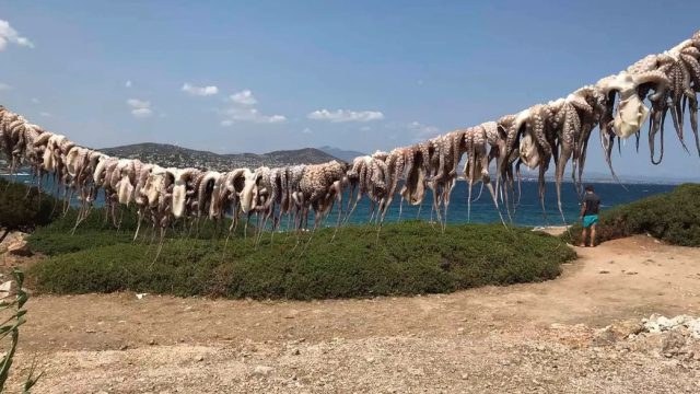 Γευστική απόδραση στην «Χαμολιά»: Το απόλυτο καλοκαιρινό σκηνικό στο Πόρτο Ράφτη