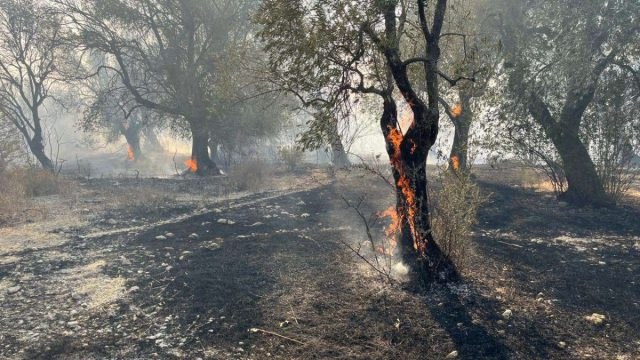 Λέσβος: Συνελήφθη νεαρός για την φωτιά στη Βρίσα, που έκαψε 1.800 στρέμματα
