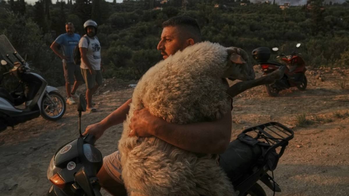 «Ο καλός ποιμένας της Αχαΐας»: Το BBC την ξεχωρίζει ως μία από τις καλύτερες φωτογραφίες του 2025