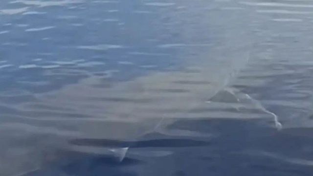 Σπάνιο θέαμα στην Κάρπαθο: Ψαράδες ήρθαν «πρόσωπο με πρόσωπο» με τεράστιο λευκό καρχαρία