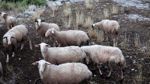 Έκτακτες οικονομικές ενισχύσεις για τους πληγέντες κτηνοτρόφους – Μέχρι 70€ ανά ζώο και επιπλέον στήριξη για ζωοτροφές