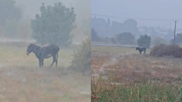 Οργή στην Πάφο: Γαϊδουράκι ήταν δεμένο μέσα στη θεομηνία – Πώς διασώθηκε (video)
