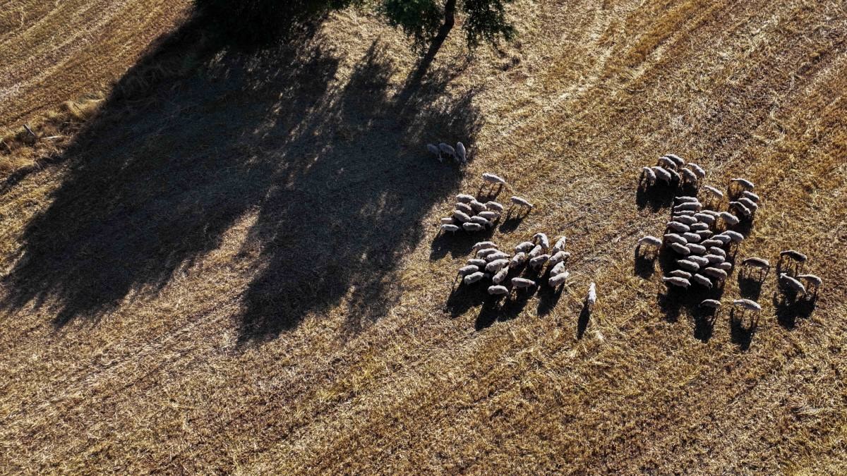 Οικονομική «ανάσα» για τους κτηνοτρόφους: Σχεδόν 27 εκατ. ευρώ για την καταστροφή από την ευλογιά